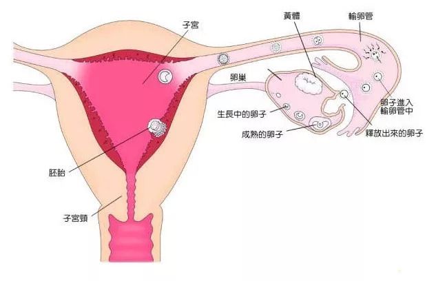 怀孕胎梦