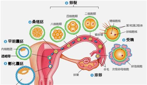中国育儿家庭