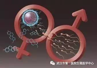 孕期性别鉴定