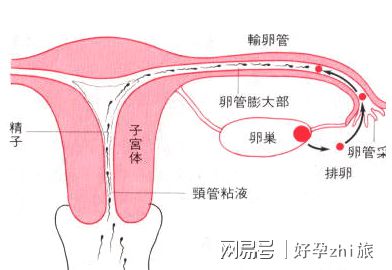 打胎