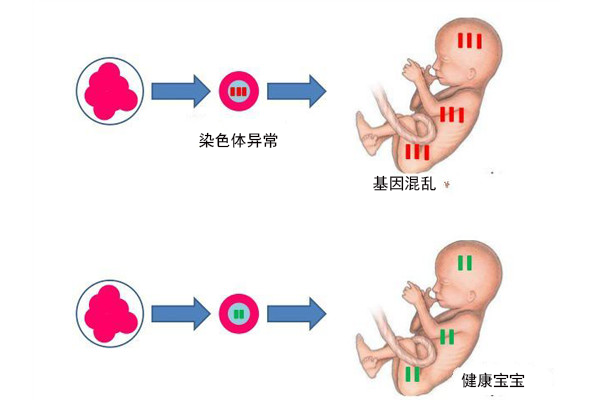 中级营养师