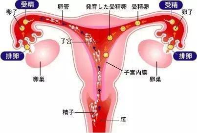 薮猫