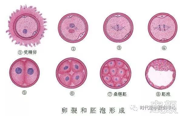 长沙婴儿试管