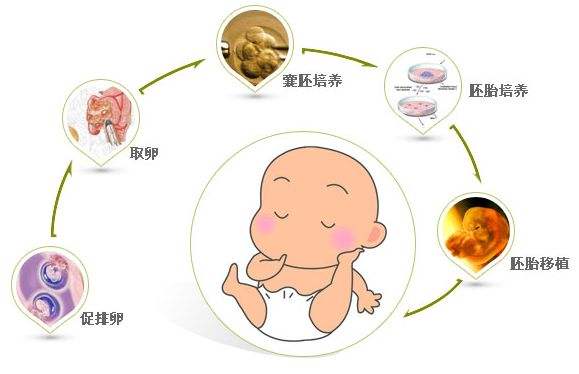 借卵试管