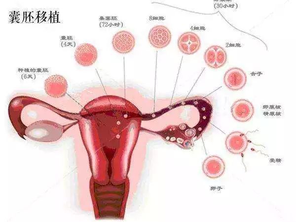 女性捐卵